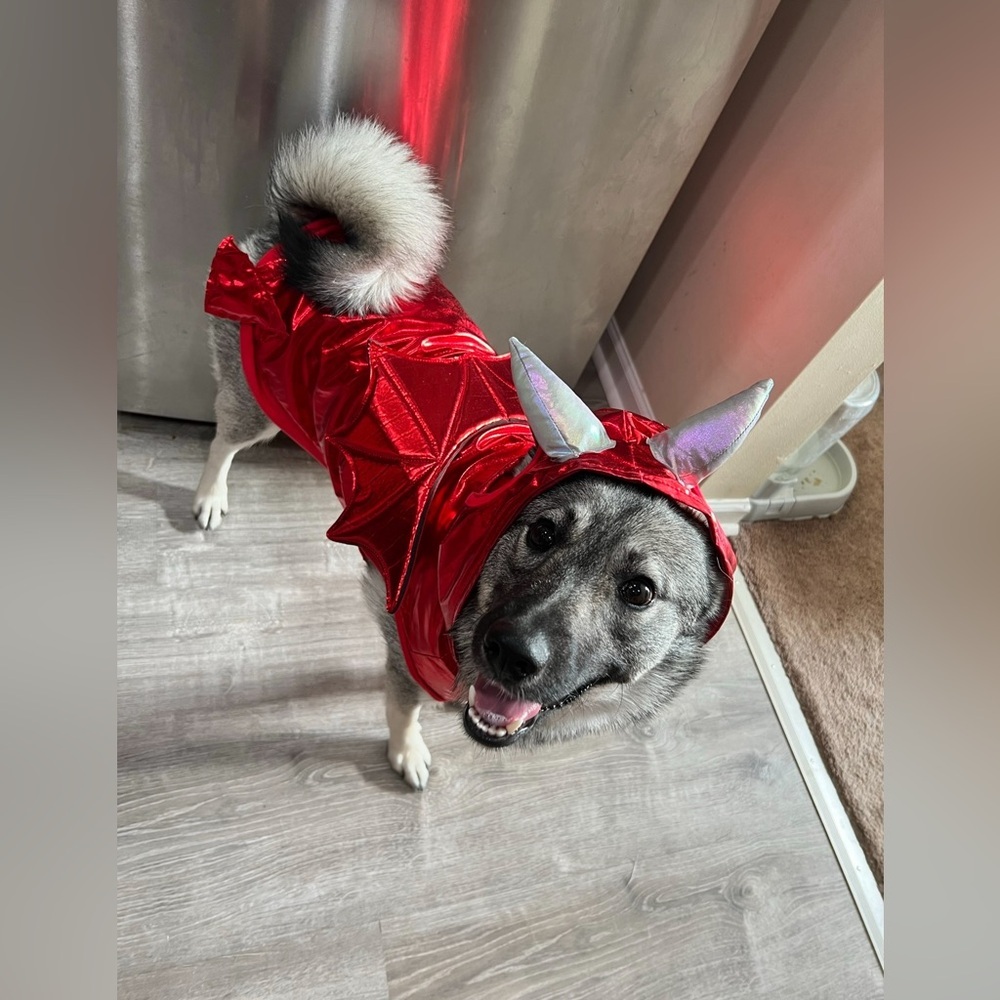 Devil dog Halloween costume size large